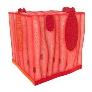 О заболевании